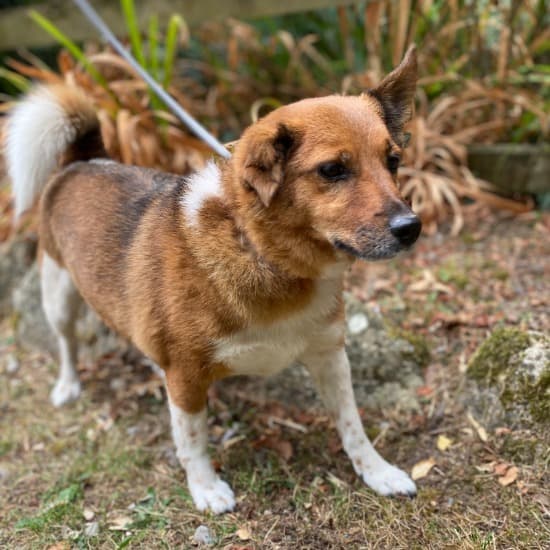 Teddy, a Pomeranian Terrier mix looking for a home through Kildare and West Wicklow SPCA (KWWSPCA)