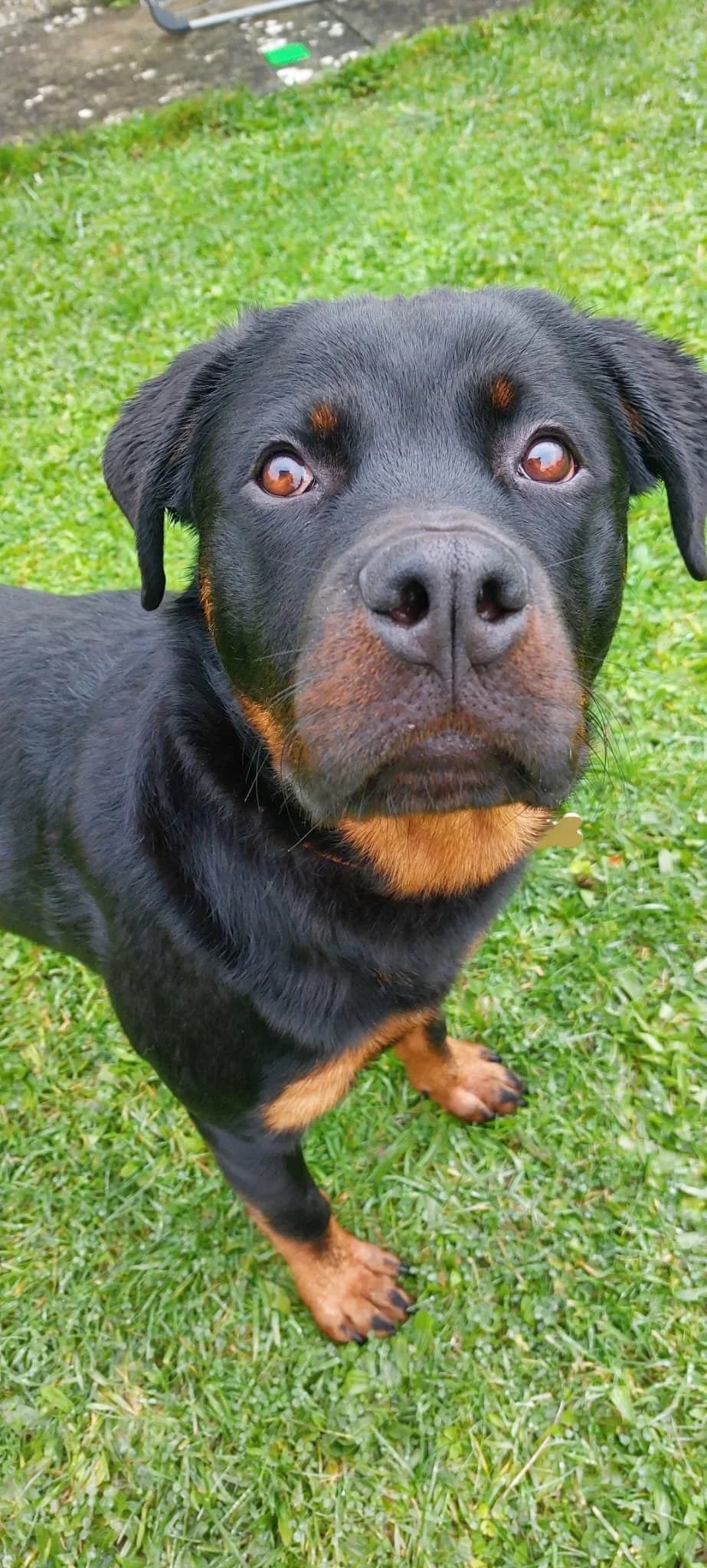 Enzo, a French Bulldog looking for a home through CDPA (Cat and Dog Protection Association of Ireland)