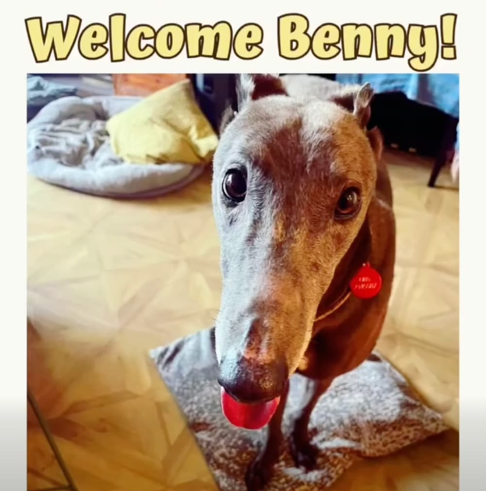 Benny, a Greyhound looking for a home through RIGHT (Rehoming Irish Greyhounds Team)