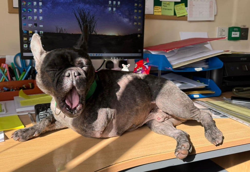 Jeffrey, a Frenchie looking for a home through Mid Antrim Animal Sanctuary