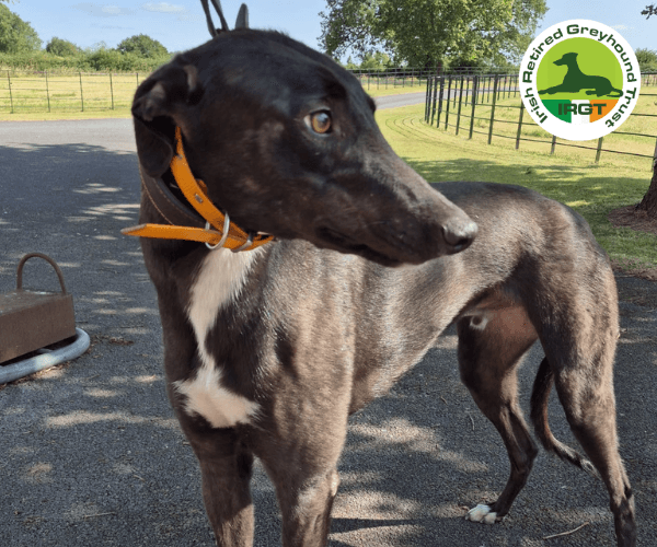 Stanley, a Greyhound looking for a home through Irish Retired Greyhound Trust (IRGT)