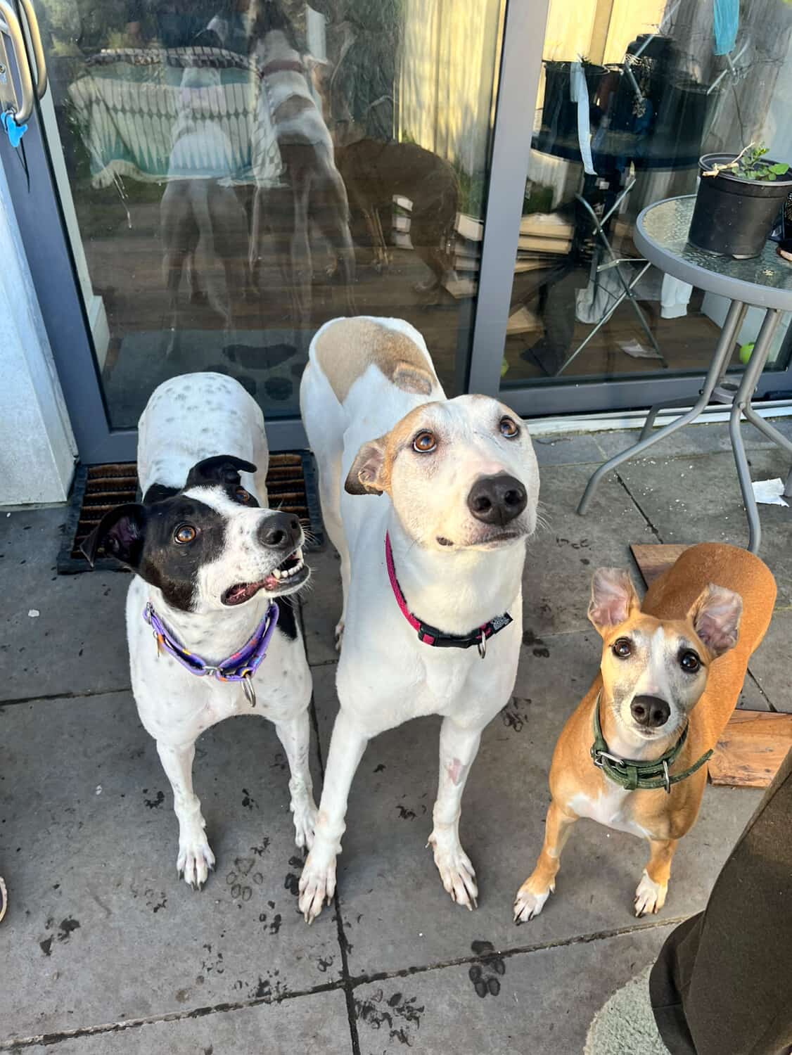 Rolo, a Lurcher looking for a home through Cork Dog Action Welfare Group (DAWG)