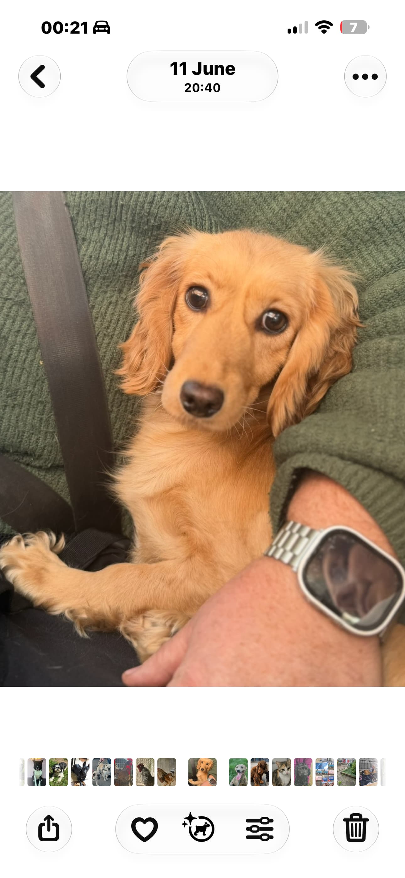 Evie, a Cocker Spaniel cross looking for a home through Almost Home Animal Rescue NI