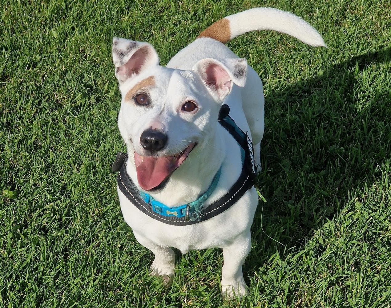 Chase, a Jack Russell Terrier Cross looking for a home through Assisi Animal Sanctuary