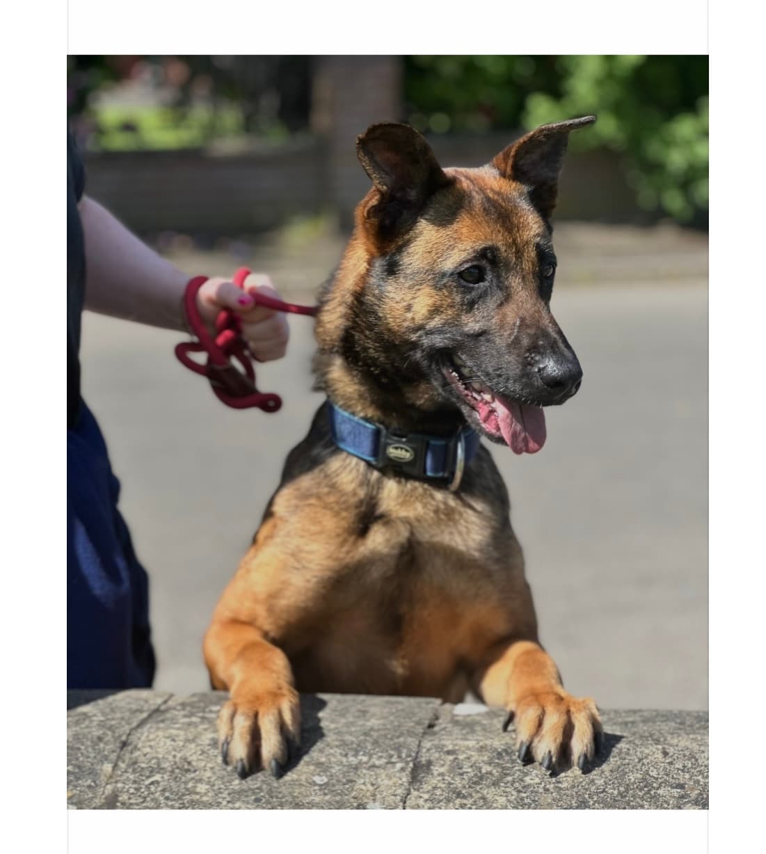 Dusty, a Belgian Malinois Cross looking for a home through Almost Home Animal Rescue NI