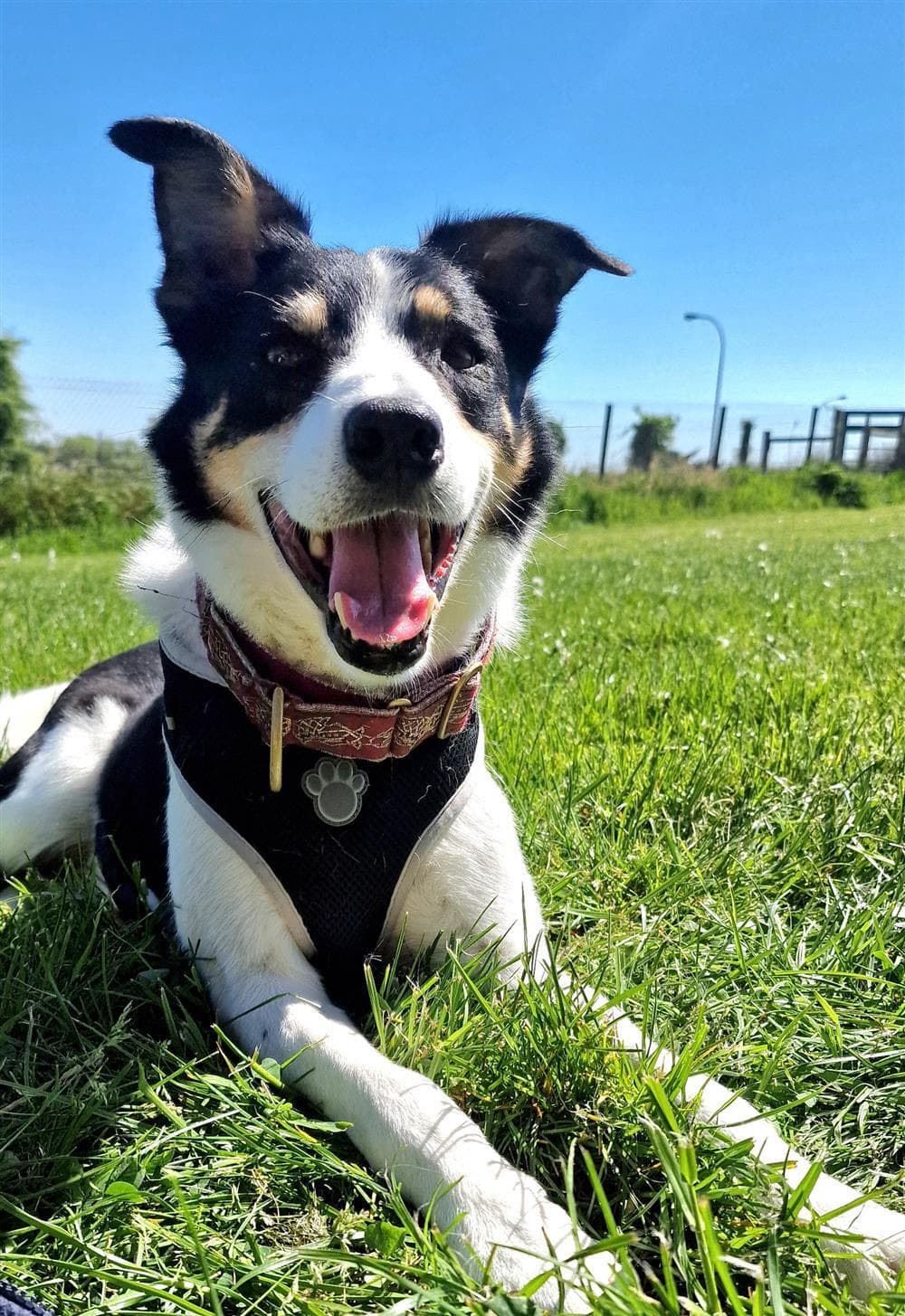 Max, a Collie (Border) looking for a home through Assisi Animal Sanctuary