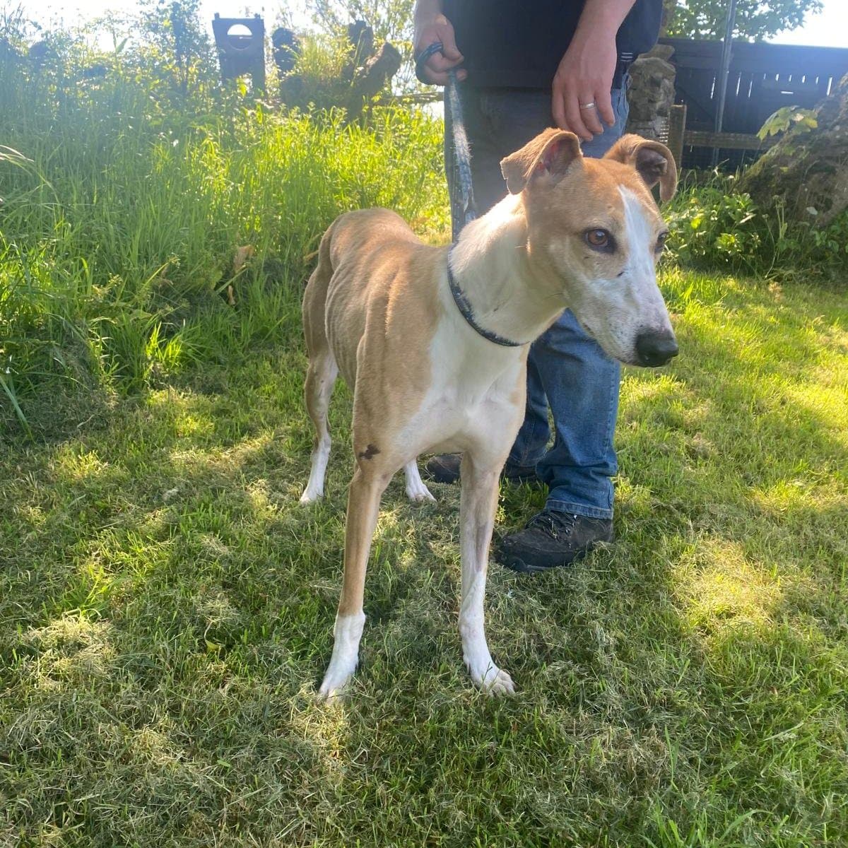 Kay, a Lurcher looking for a home through Ainmhithe Animal Rescue