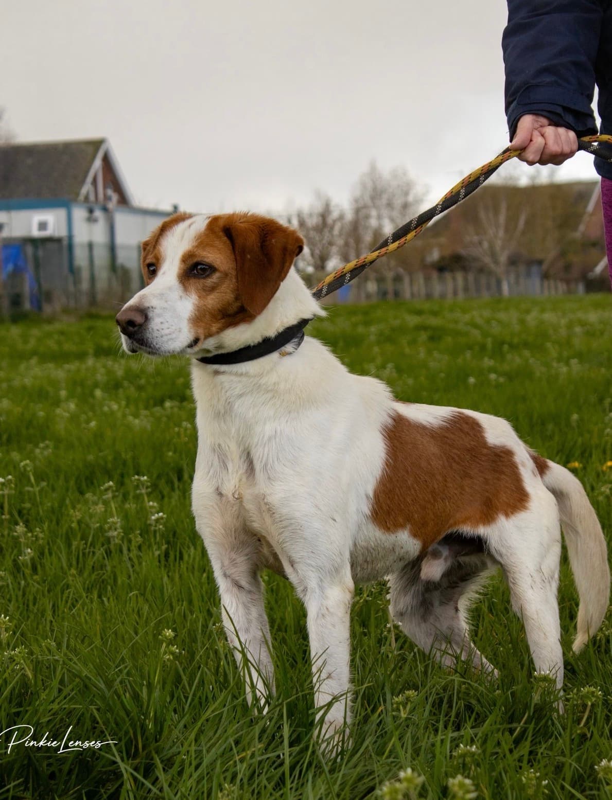 Marshall, a Hound looking for a home through Almost Home Animal Rescue NI