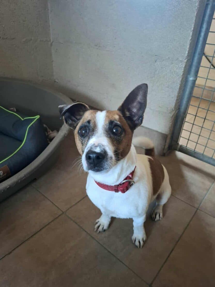 Patch, a Jack Russell Terrier looking for a home through West Cork Animal Welfare Group