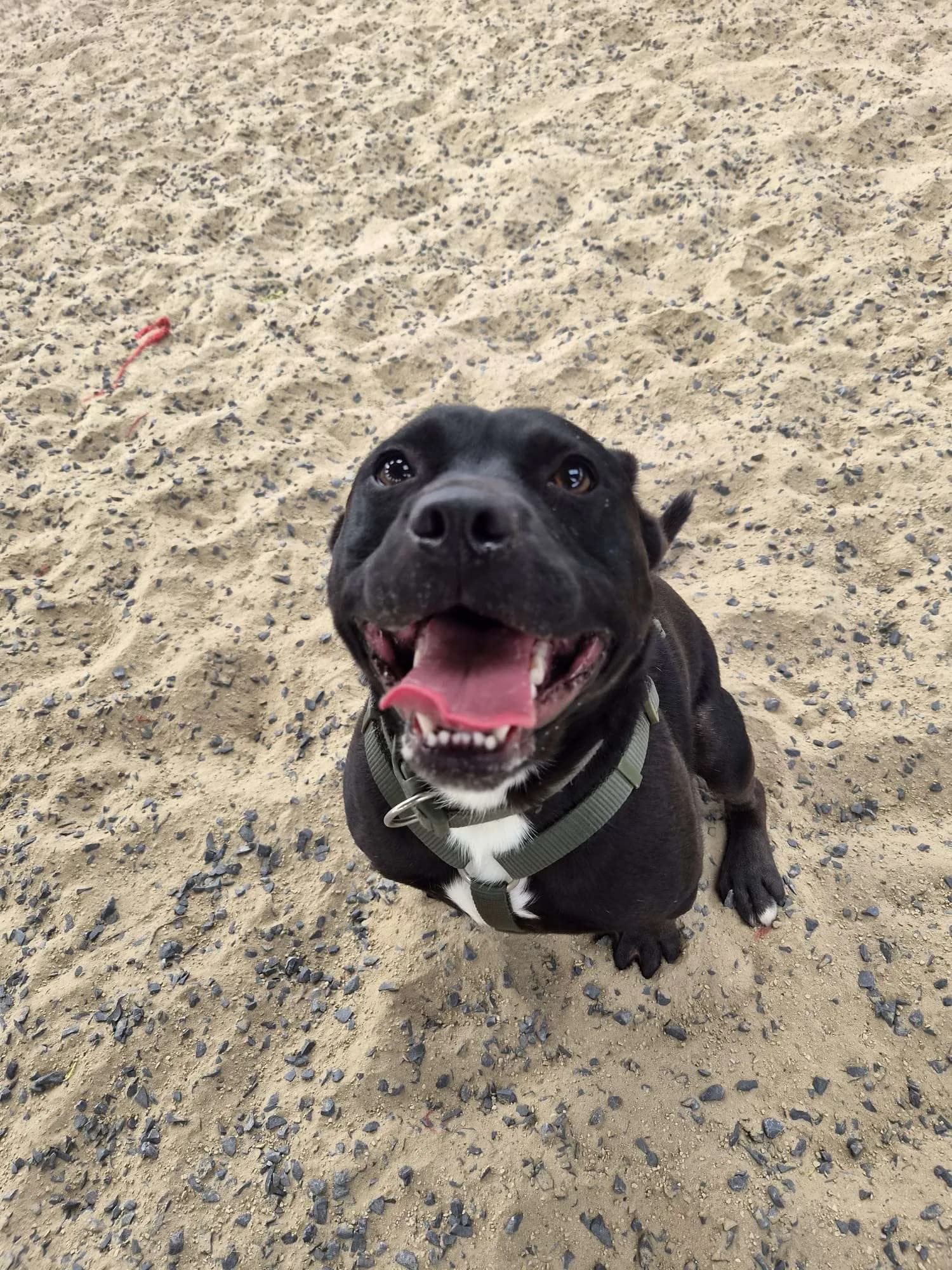 Dipsy, a French Bulldog looking for a home through NSPCA (formerly ISPCA / DSPCA)
