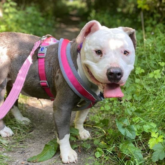 Rosa, a American Bulldog looking for a home through Kildare and West Wicklow SPCA (KWWSPCA)