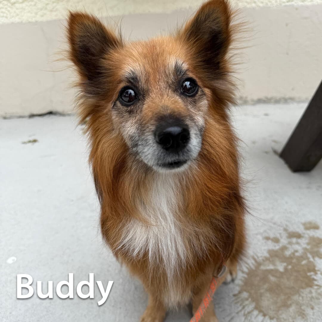 Buddy, a Pomeranian Cross looking for a home through Dogs Aid Animal Sanctuary
