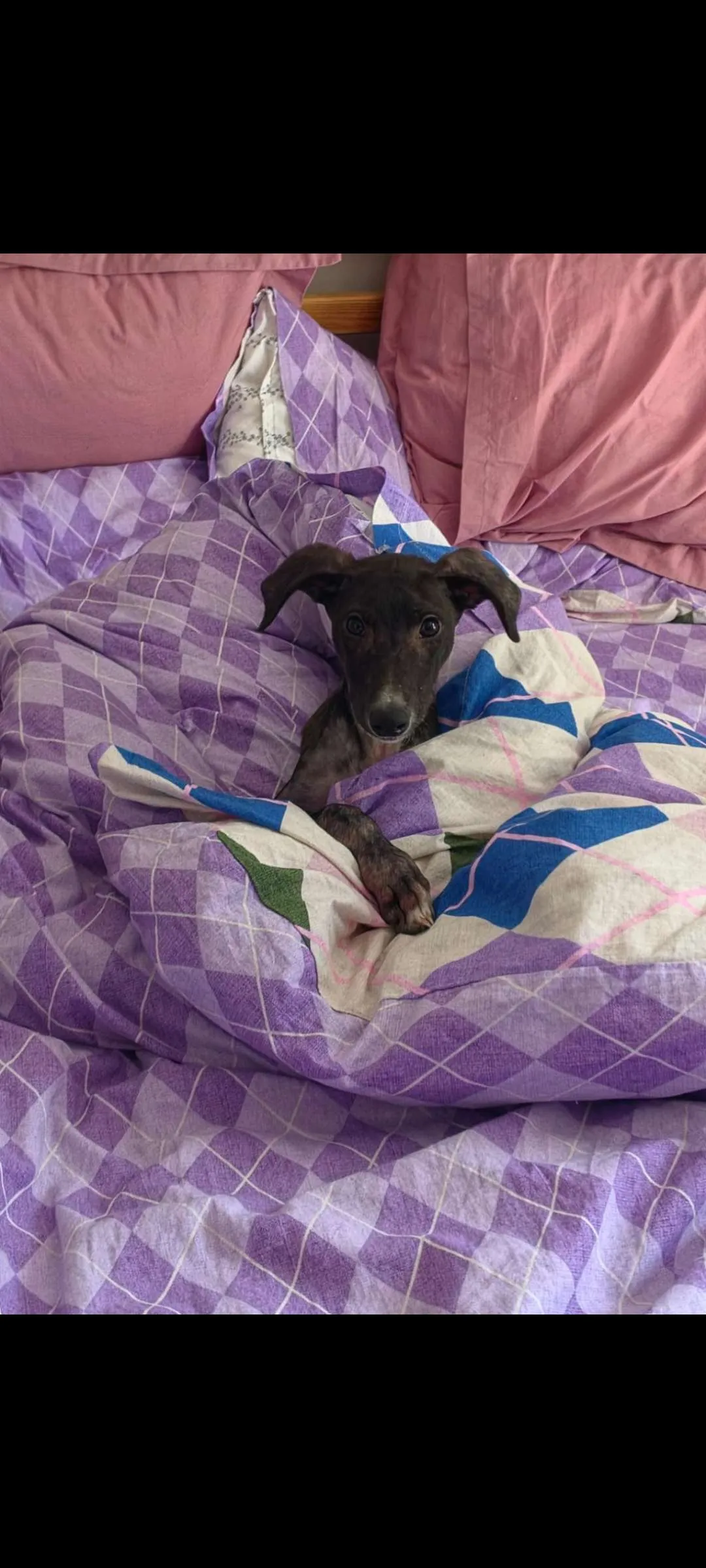 Chive, a Lurcher looking for a home through NSPCA (formerly ISPCA / DSPCA)