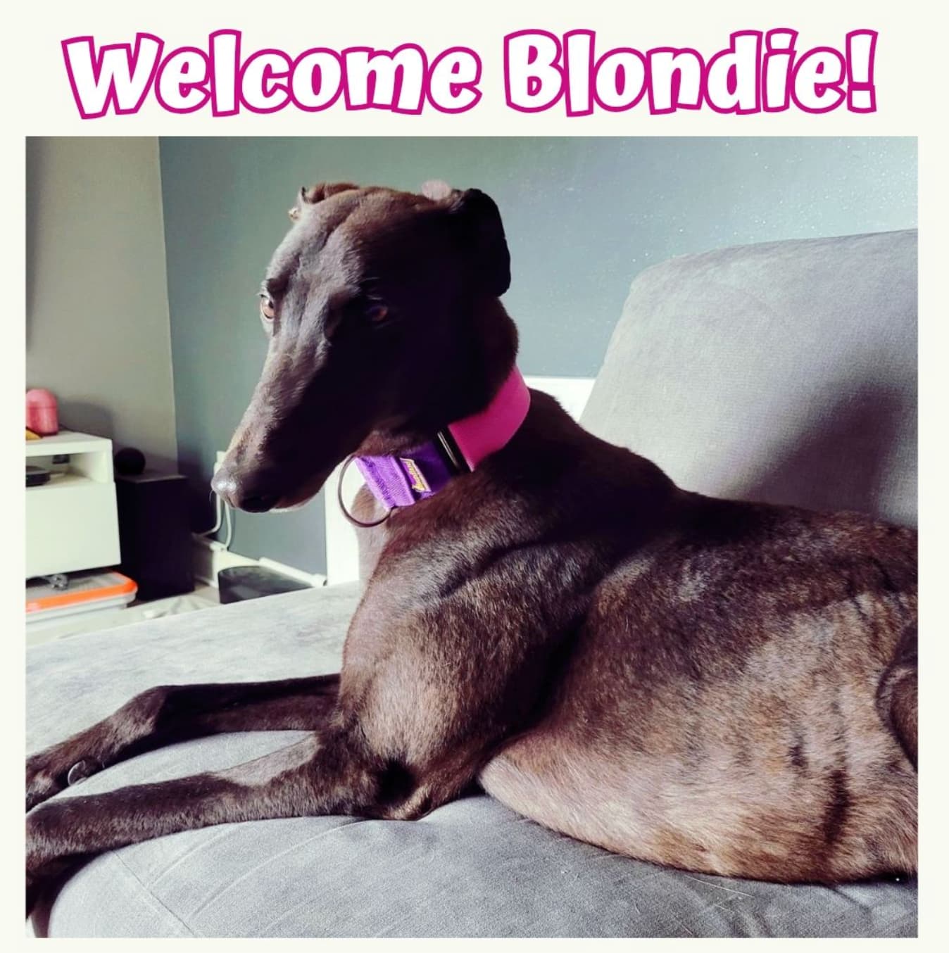 Blondie, a Greyhound looking for a home through RIGHT (Rehoming Irish Greyhounds Team)