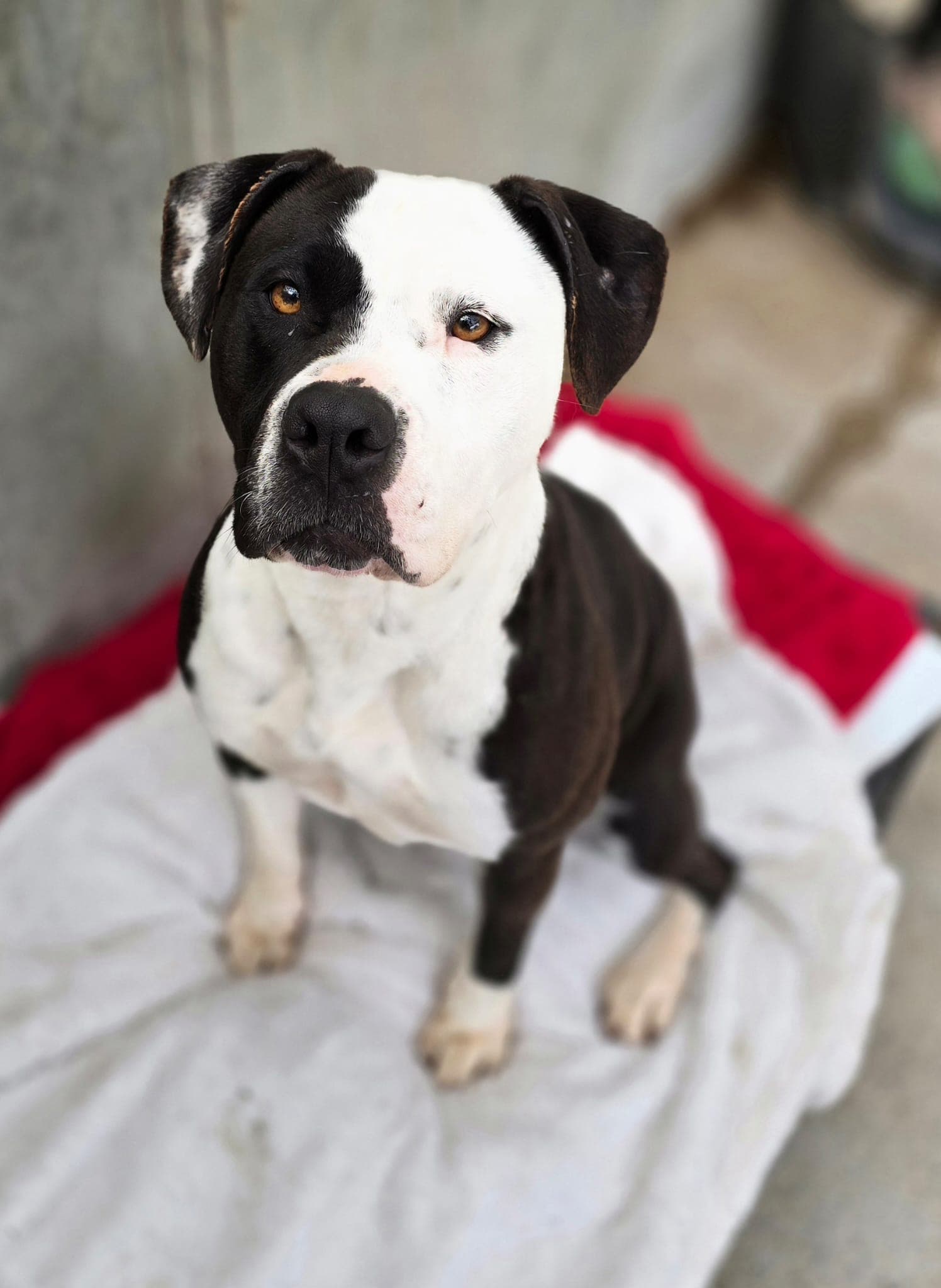 Stella, a Crossbreed looking for a home through Almost Home Animal Rescue NI