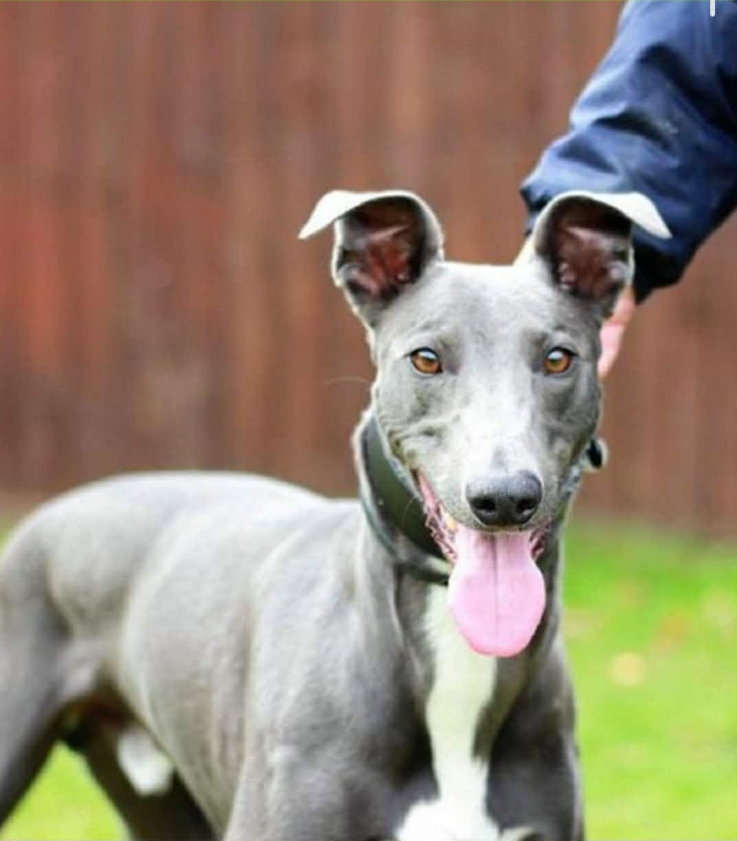 Barnaby, a Lurcher looking for a home through West Cork Animal Welfare Group