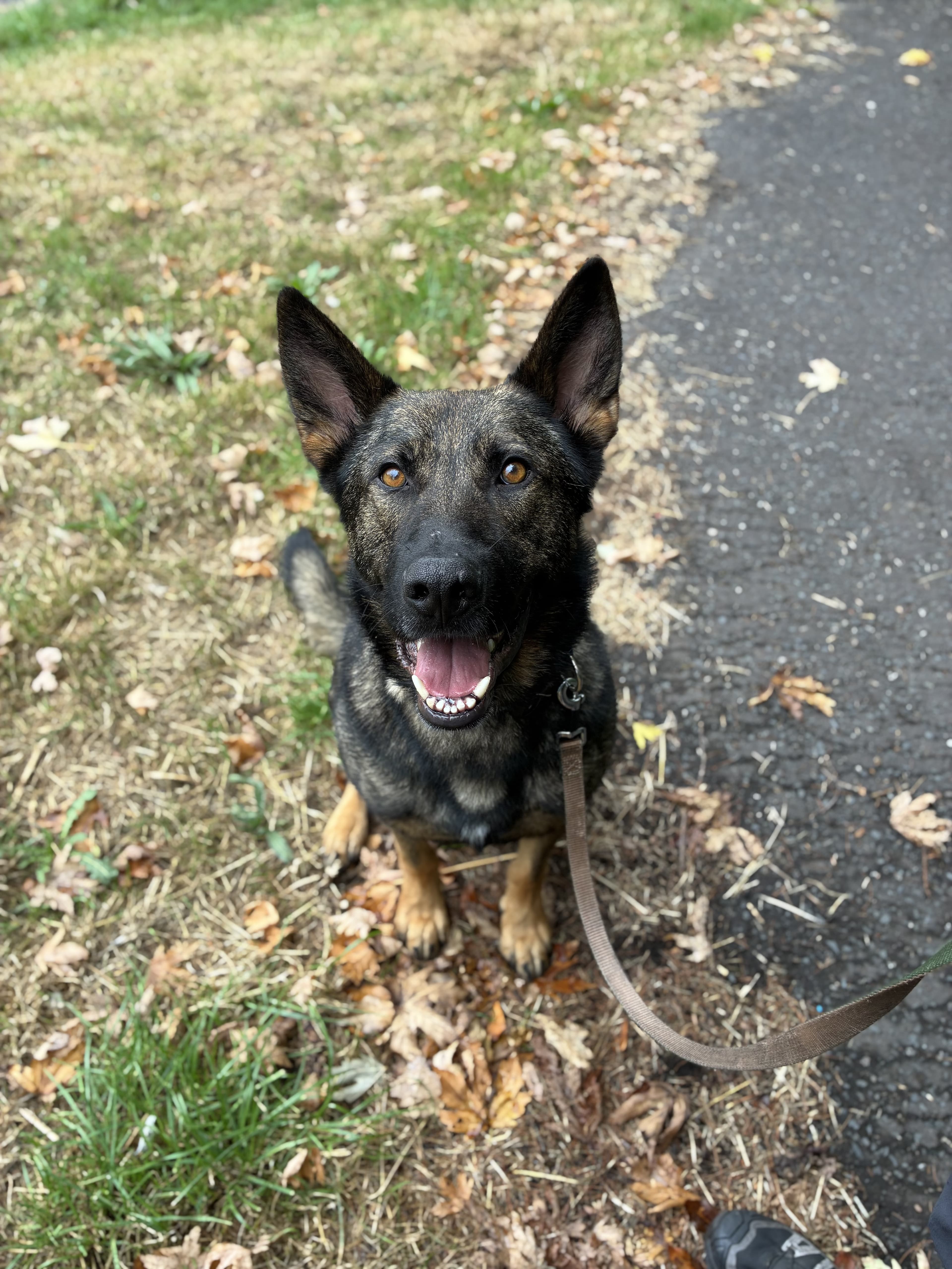 Dutch, a German Shepherd looking for a home through USPCA