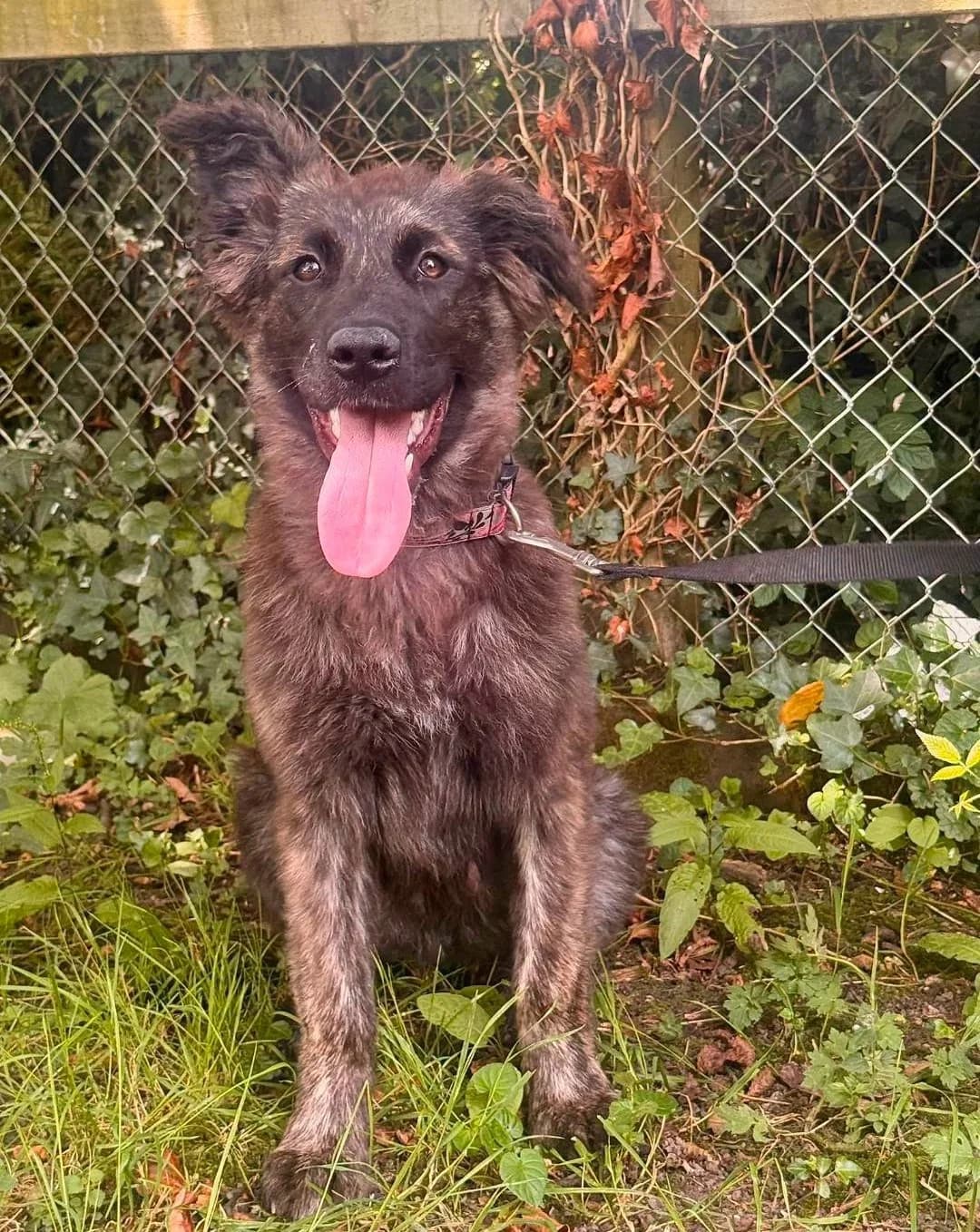 Alibi, a Shepherd Collie Cross looking for a home through Galway SPCA