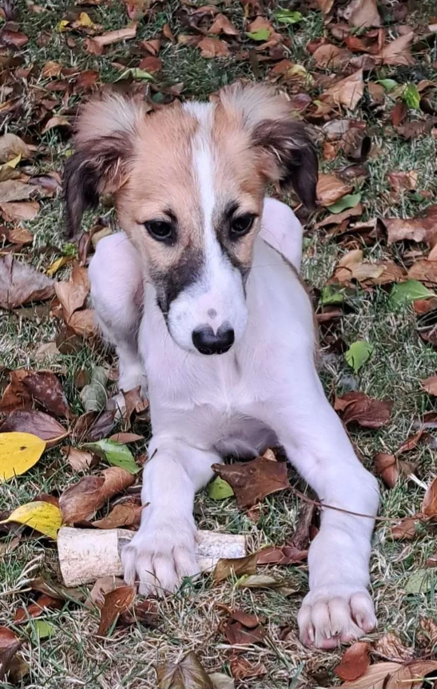 Cooper, a Lurcher looking for a home through NSPCA (formerly ISPCA / DSPCA)