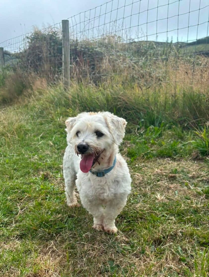 Teddy, a Maltichon looking for a home through West Cork Animal Welfare Group