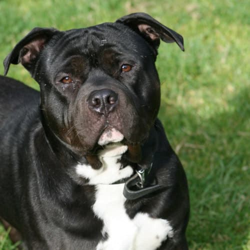 Peader, a Crossbreed looking for a home through My Lovely Horse Rescue