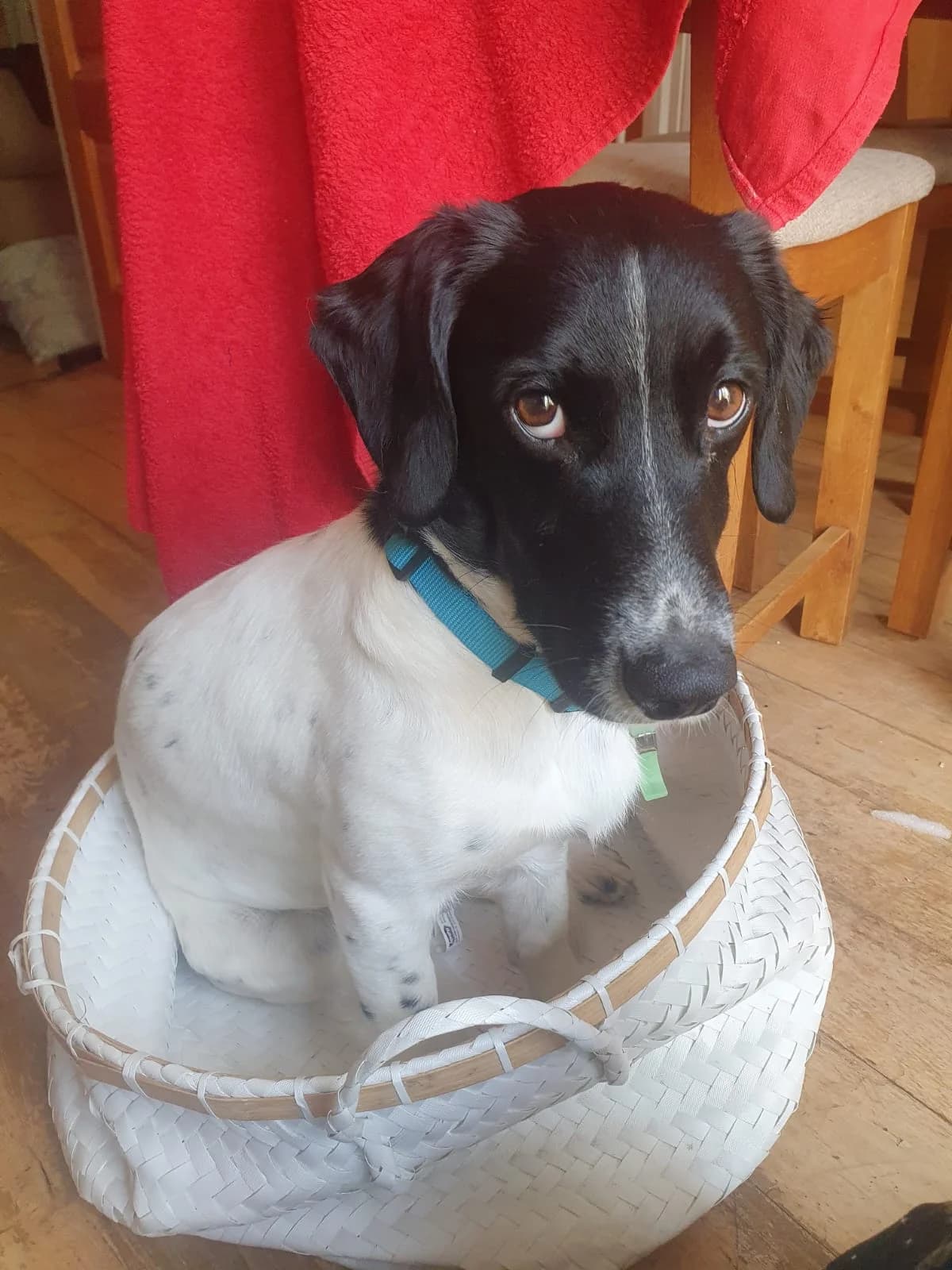 Murphy, a Crossbreed looking for a home through Dogs in Distress