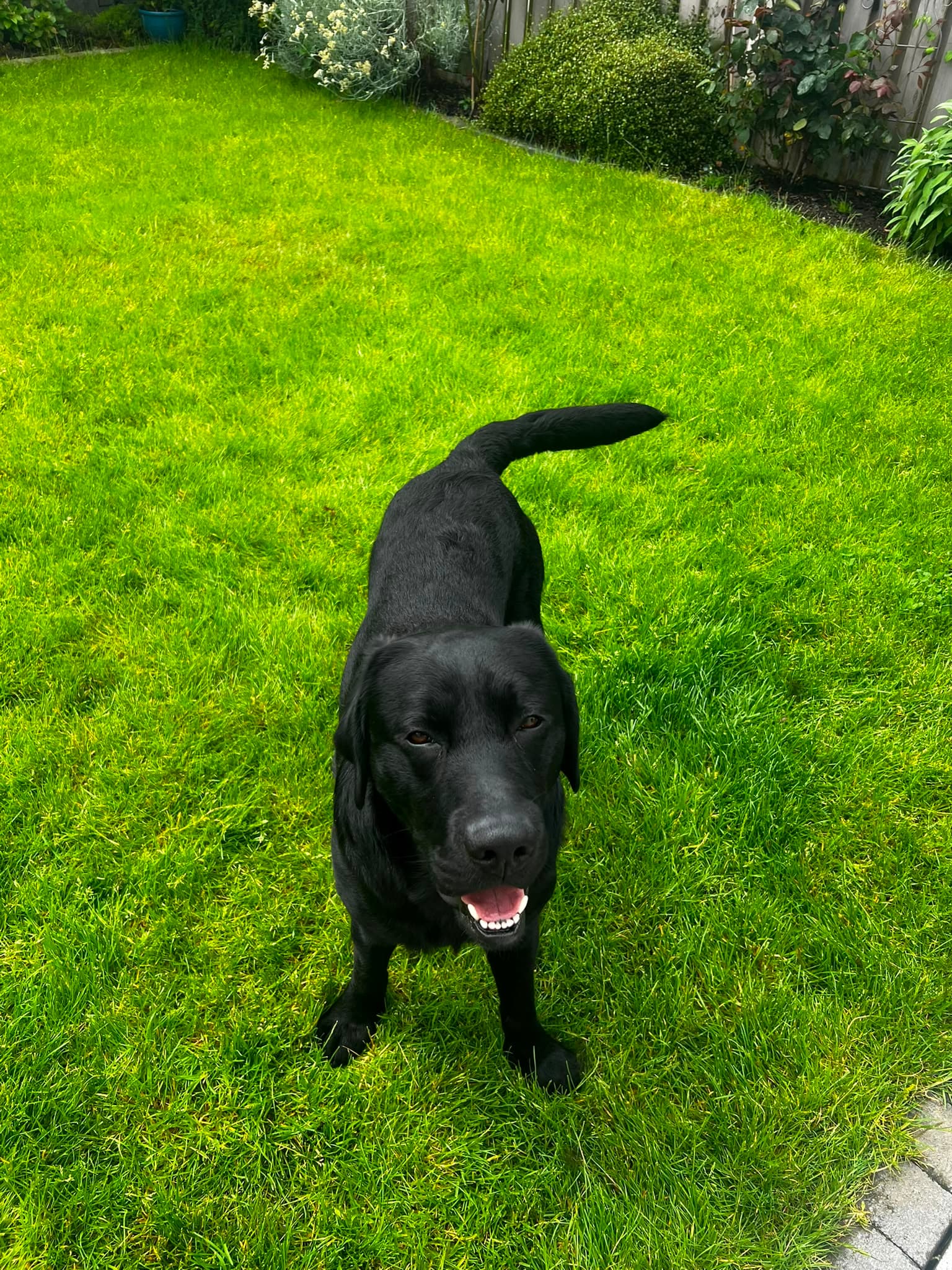 Lucky, a Labrador looking for a home through Cork Dog Action Welfare Group (DAWG)