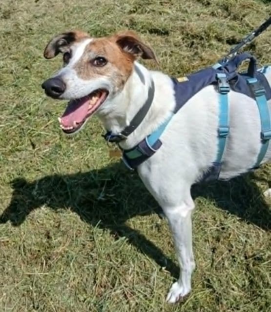 Ernie, a Lurcher looking for a home through PAWS Animal Rescue