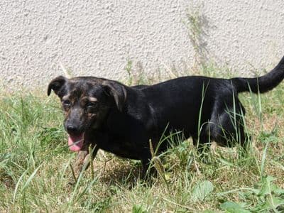 Sunhat, a Crossbreed looking for a home through Dogs Trust Ireland