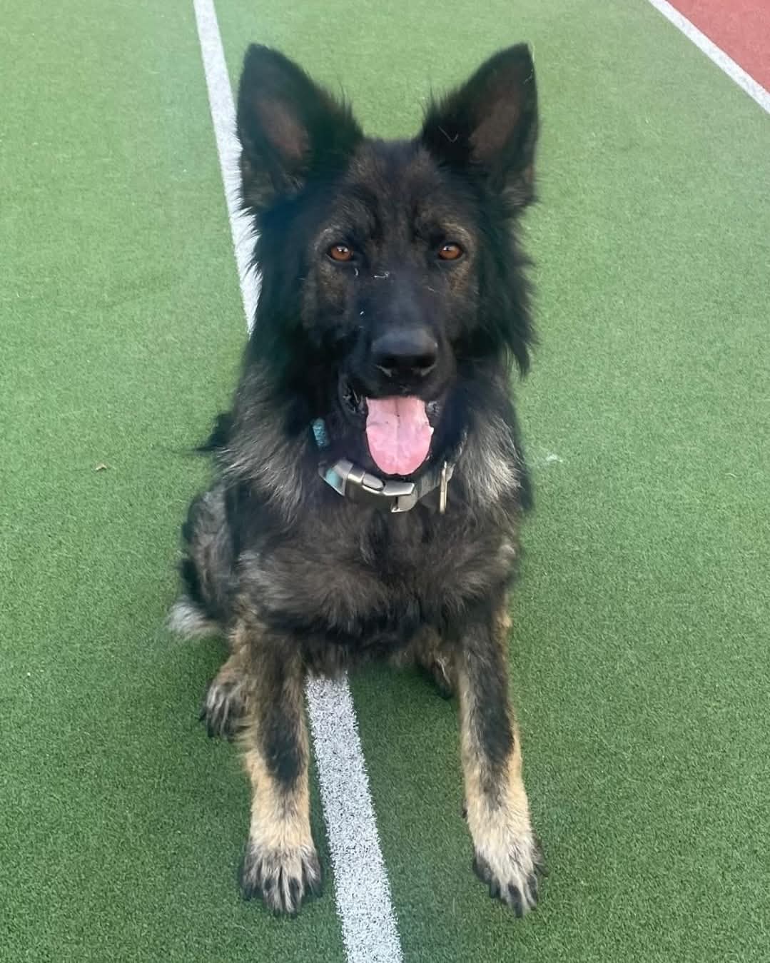 Lucas, a Crossbreed looking for a home through Dogs Angels Ireland