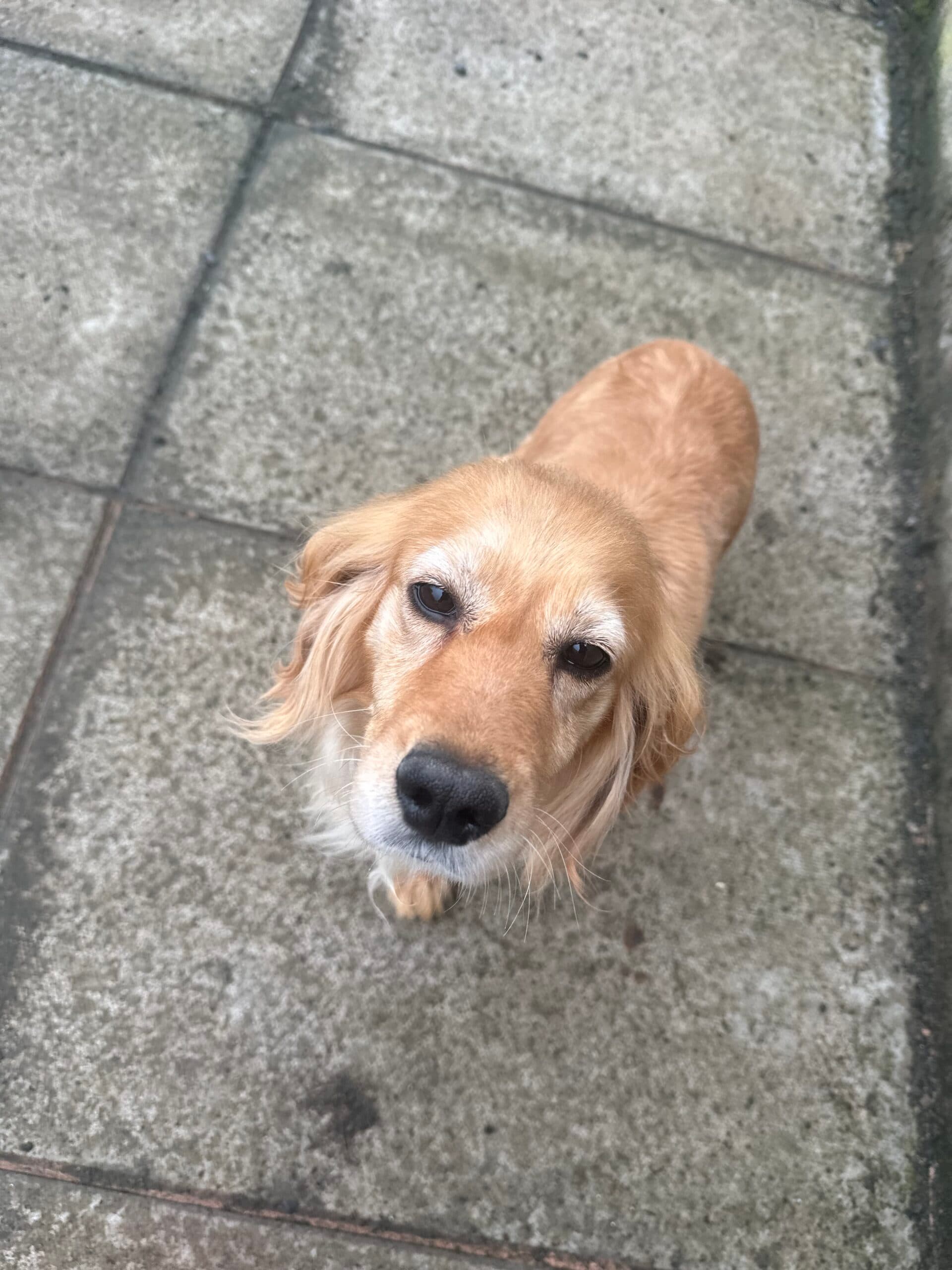 Sophia, a Cocker Spaniel looking for a home through Almost Home Animal Rescue NI