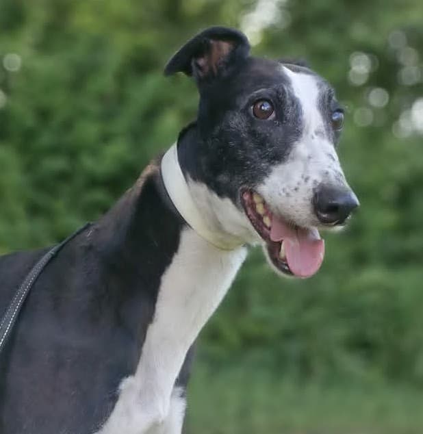 Ciara, a Greyhound looking for a home through PAWS Animal Rescue