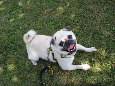 Peter, a Pug Cross looking for a home through Dogs Trust Ireland