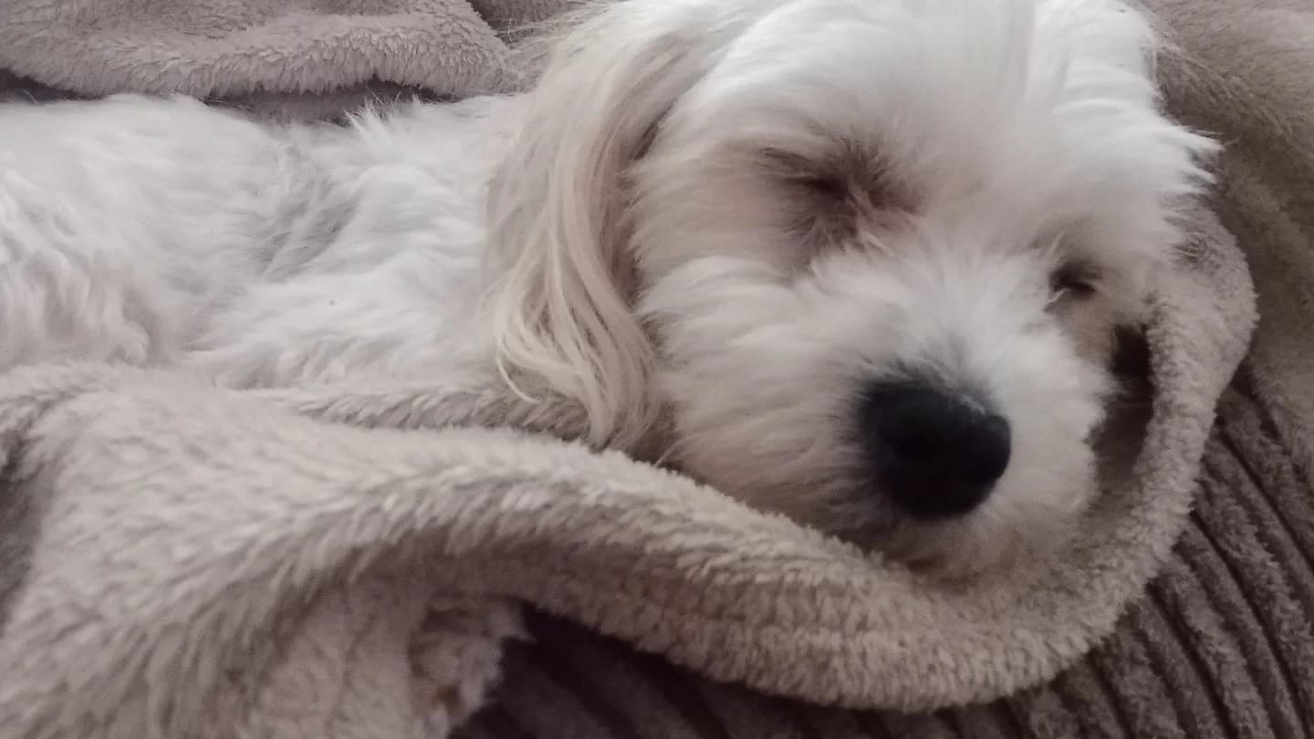 Maddie, a Maltese Cross looking for a home through Dogs in Distress