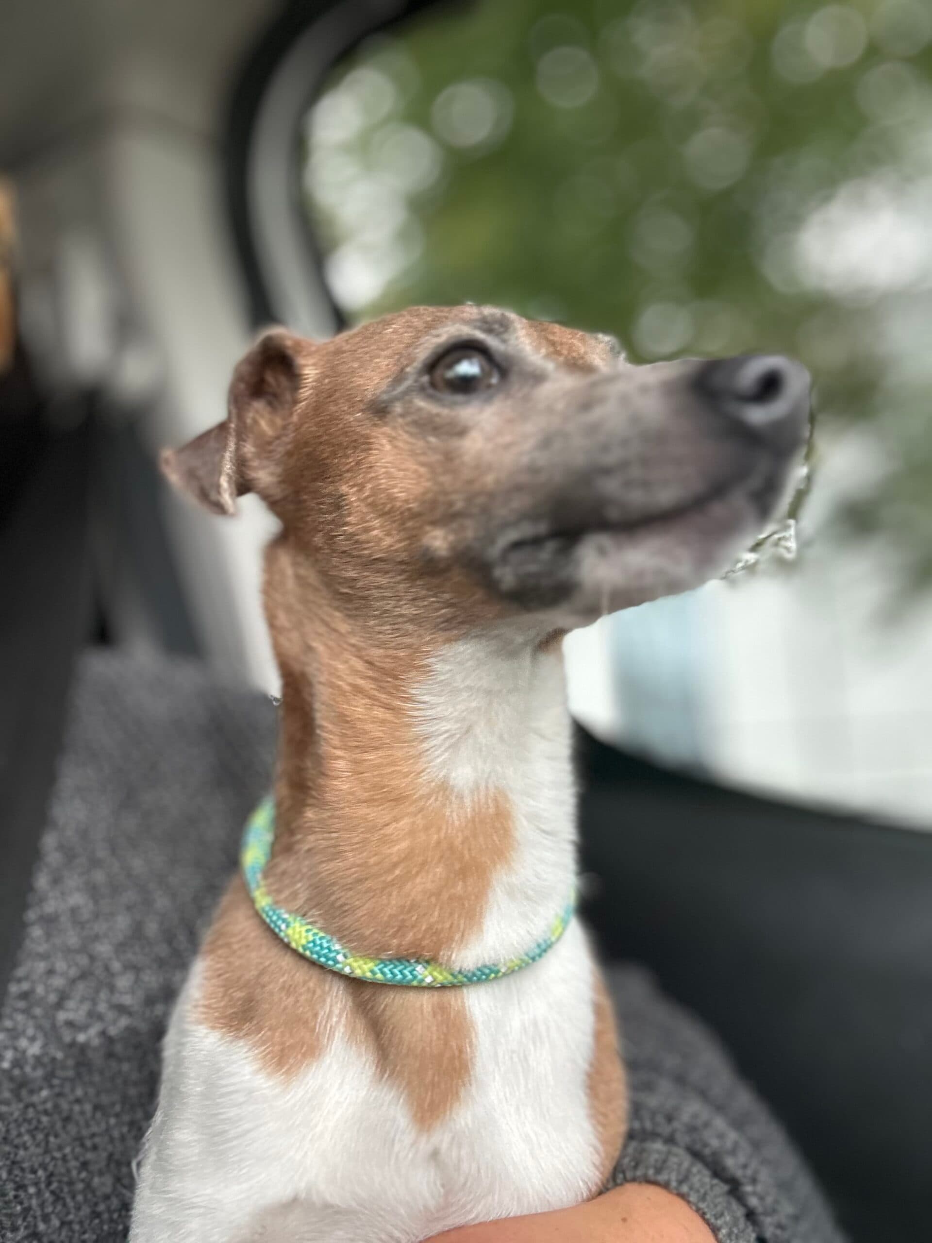 Elodie, a Crossbreed looking for a home through Almost Home Animal Rescue NI
