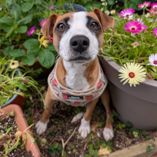 Lily, a Crossbreed looking for a home through My Lovely Horse Rescue