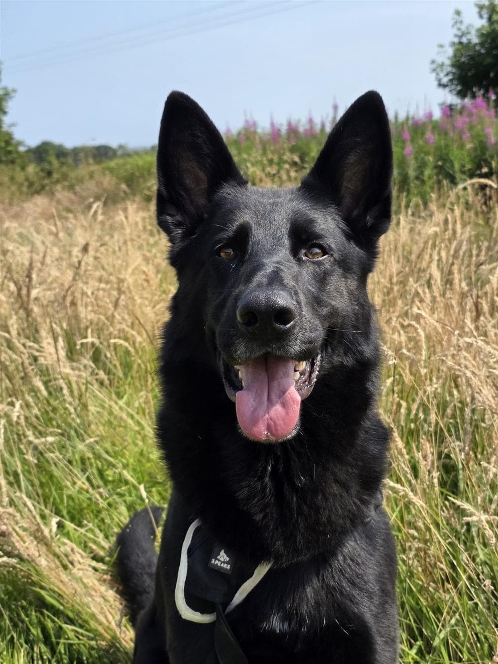 Draco, a German Shepherd Dog (Alsatian) looking for a home through Assisi Animal Sanctuary