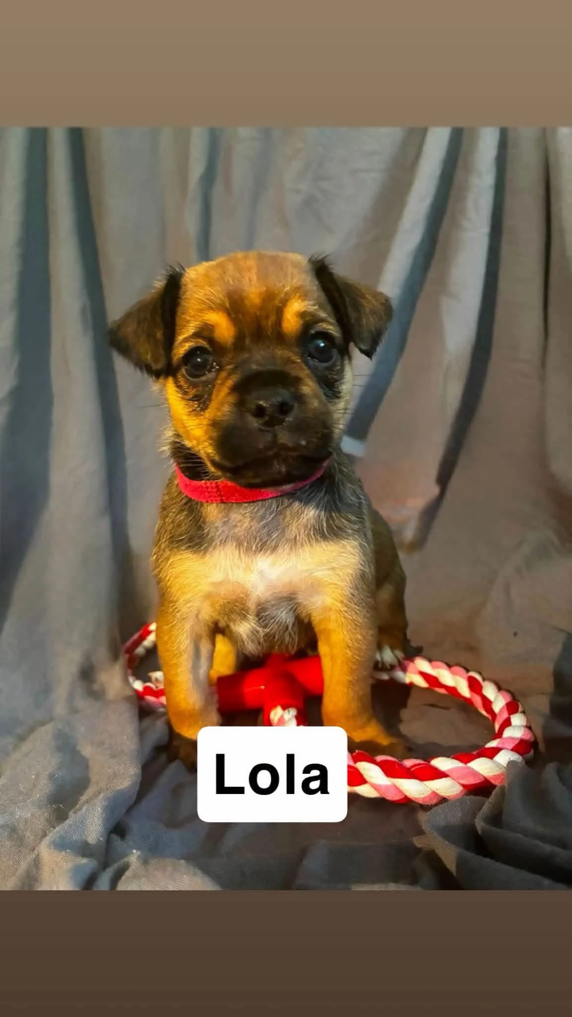 Lola, a Crossbreed looking for a home through Dogs in Distress