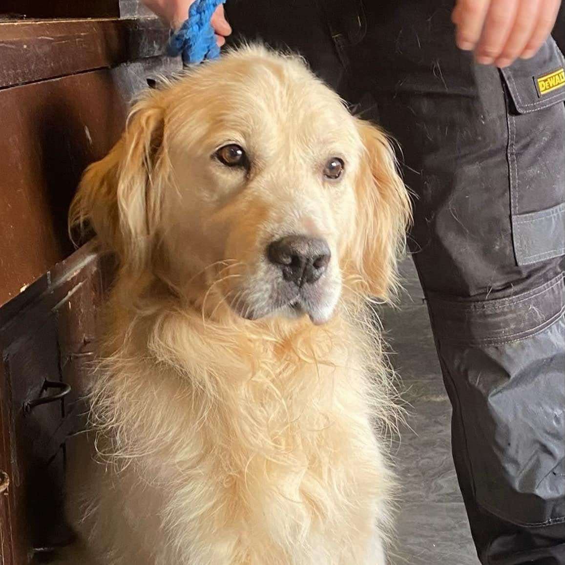 Finn, a Golden Retriever looking for a home through Ainmhithe Animal Rescue
