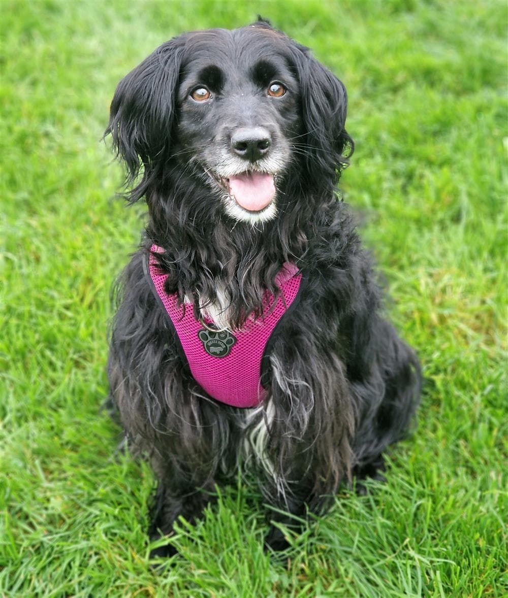 Popcorn, a Collie x Spaniel looking for a home through Assisi Animal Sanctuary