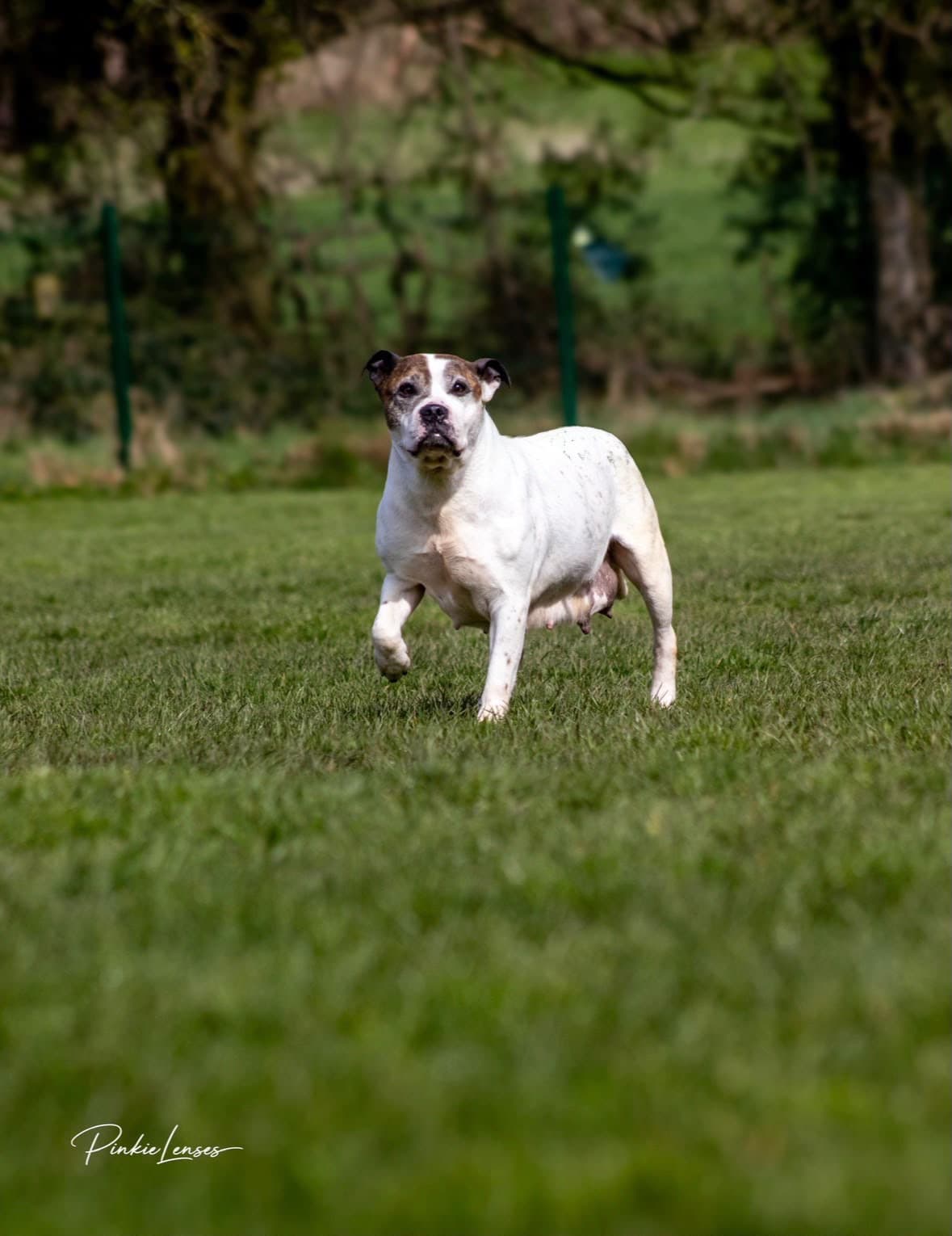 Jodie, a Crossbreed looking for a home through Almost Home Animal Rescue NI