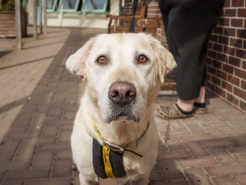 Tilly, a Retriever (Golden) Cross looking for a home through Dogs Trust Ballymena