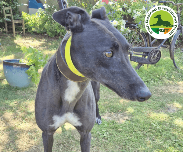 Dais, a Greyhound looking for a home through Irish Retired Greyhound Trust (IRGT)