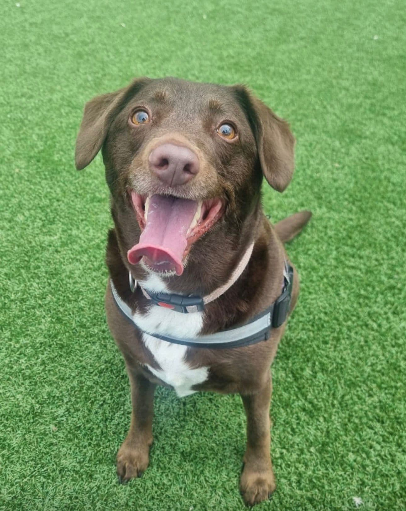 Lola, a Lab x Spaniel looking for a home through Mid Antrim Animal Sanctuary