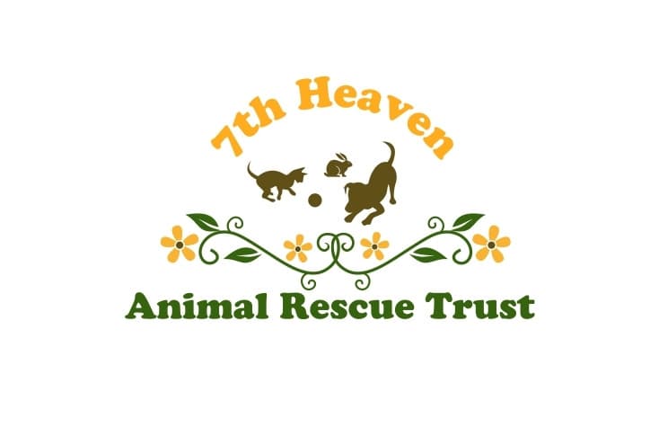 Joy, a Cavalier King Charles Spaniel looking for a home through 7th Heaven Animal Rescue Trust