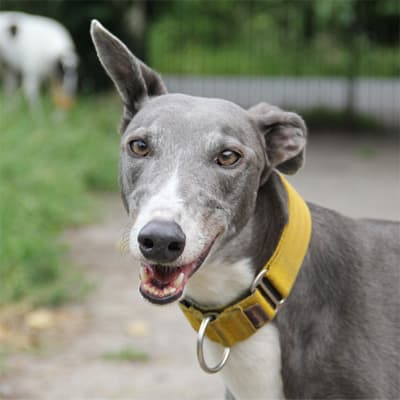 Nancy, a Greyhound looking for a home through Clare Greyhound Sanctuary