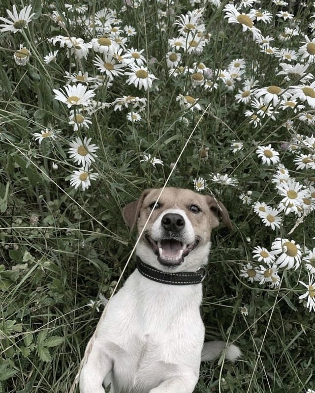 A Jack Russell terrier looking up attentively